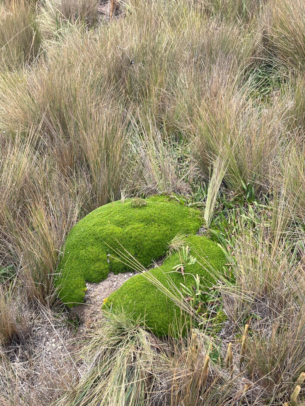 Gipfeltrekking Ecuador