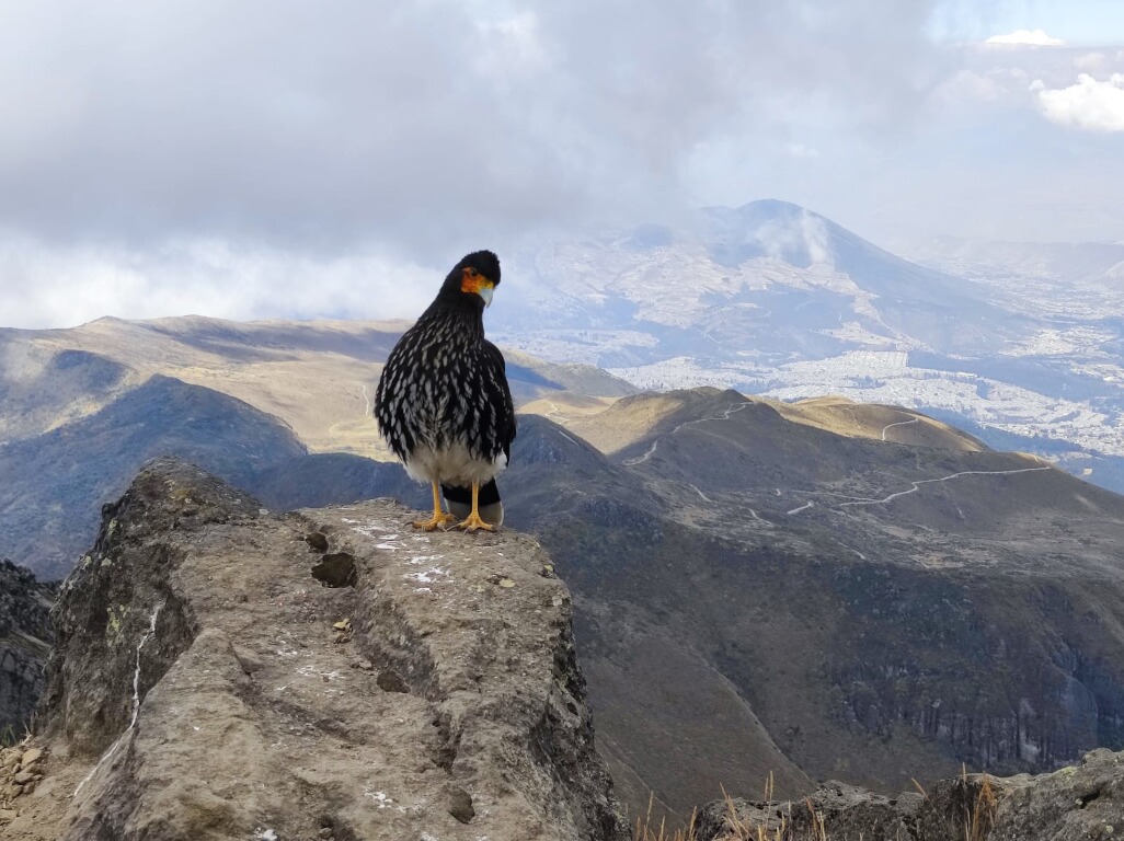 Gipfeltrekking Ecuador
