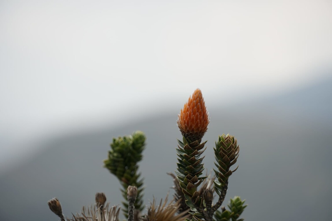 Gipfeltrekking Ecuador