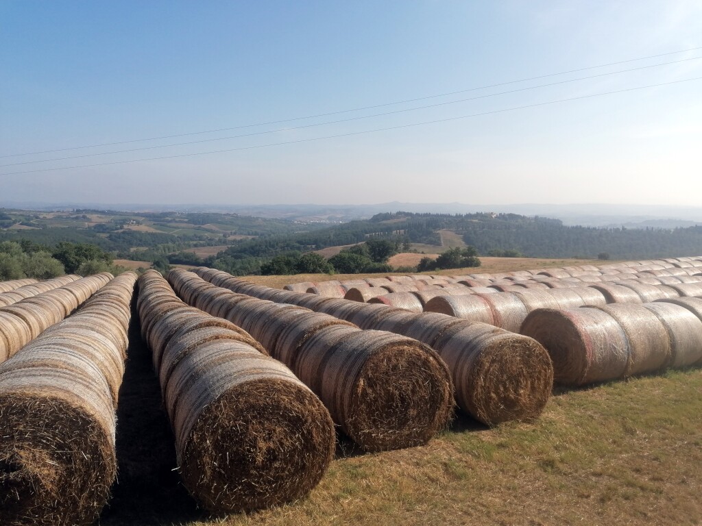 Via francigena 2024