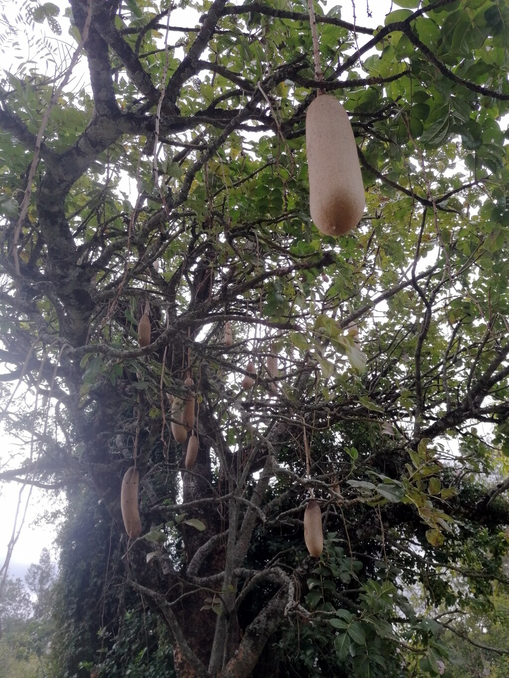 Kilimandscharo & Meru