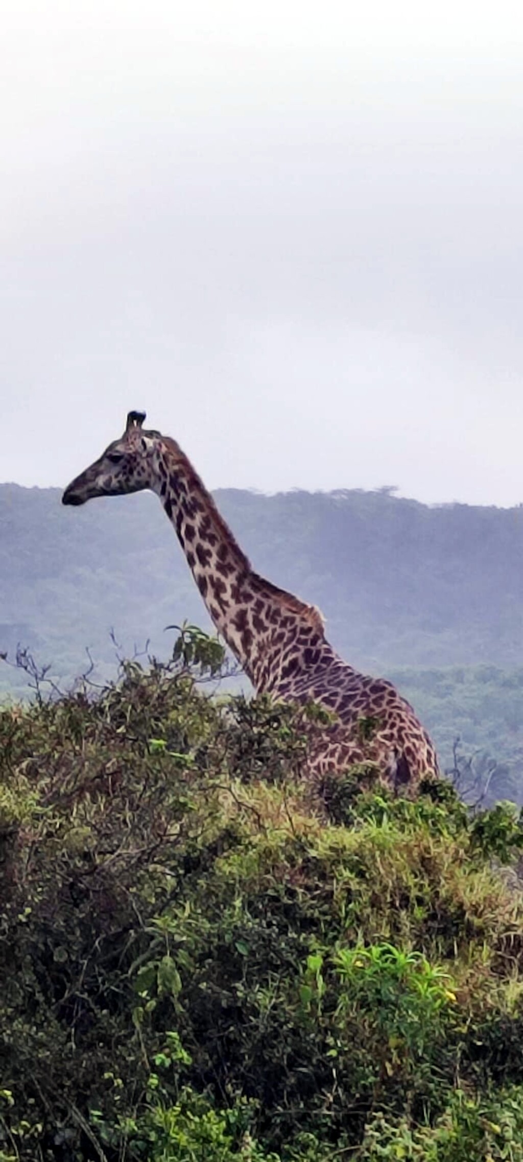 Kilimandscharo & Meru